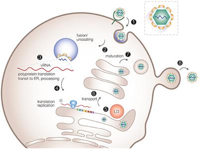 Modulation of Lipid Droplet Metabolism—A Potential Target for Therapeutic Intervention in Flaviviridae Infections